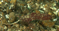Hapalochlaena lunulata