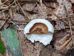 Asterophora lycoperdoides