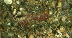 Hapalochlaena lunulata