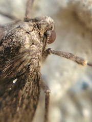 Alsophila pometaria