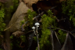 Mycena tenerrima