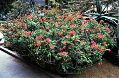 Euphorbia splendens