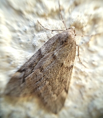 Alsophila pometaria