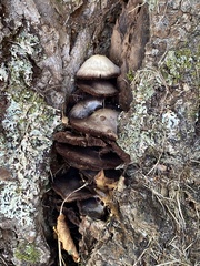 Ischnoderma resinosum