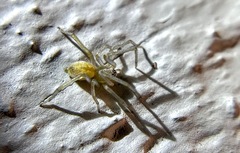 Cheiracanthiidae