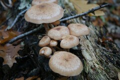 Armillaria ostoyae