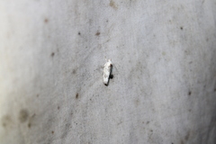 Antaeotricha