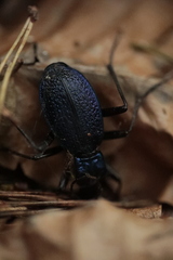 Carabus intricatus
