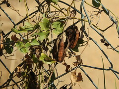 Aristolochia baetica