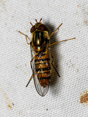 Episyrphus