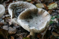 Amanita rubescens