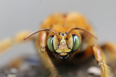 Xylocopa frontalis