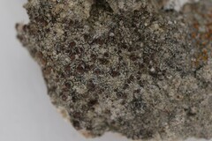 Lecania rabenhorstii