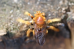 Xylocopa frontalis