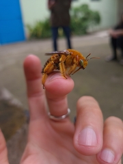 Xylocopa frontalis