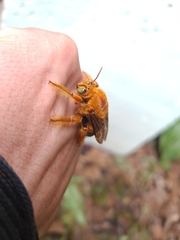 Xylocopa frontalis