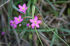 Centaurium somedanum