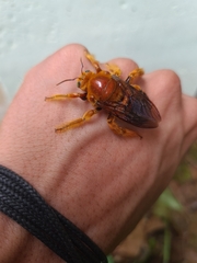 Xylocopa frontalis