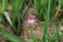 Centaurium somedanum