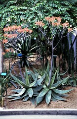 Aloe greatheadii greatheadii