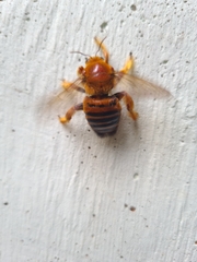 Xylocopa frontalis