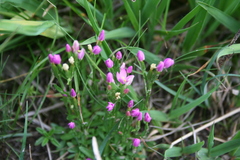 Centaurium somedanum