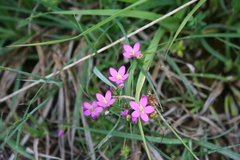 Centaurium somedanum