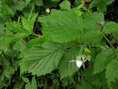 Rubus idaeus