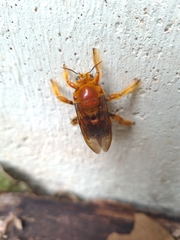 Xylocopa frontalis