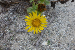 Grindelia stricta