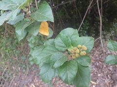 Mallotus repandus