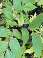 Vaccinium membranaceum