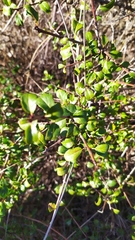 Rhamnus saxatilis