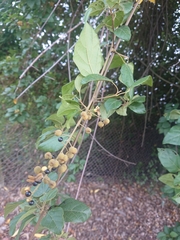 Mallotus repandus