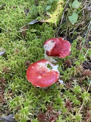 Russula paludosa