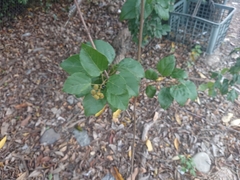 Mallotus repandus