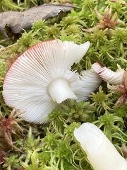 Russula paludosa