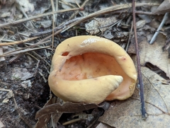 Otidea