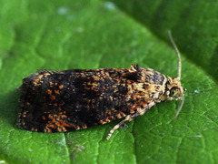 Selenodes karelica