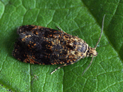 Selenodes karelica