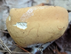 Otidea