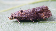Selenodes karelica