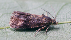 Selenodes karelica