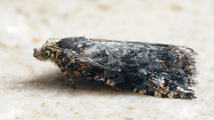 Selenodes karelica