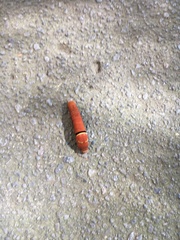 Papilio multicaudata multicaudata