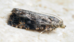 Selenodes karelica