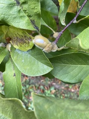 Magnolia acuminata
