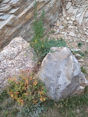 Melilotus officinalis