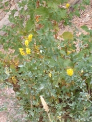 Melilotus officinalis