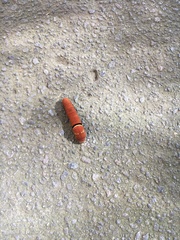 Papilio multicaudata multicaudata